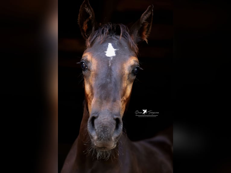 Westfaal Hengst veulen (04/2024) Zwartbruin in Neuenkirchen-Vörden