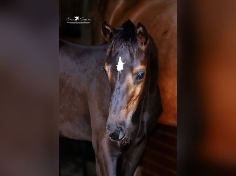 Westfaal Hengst veulen (04/2024) Zwartbruin in Neuenkirchen-Vörden