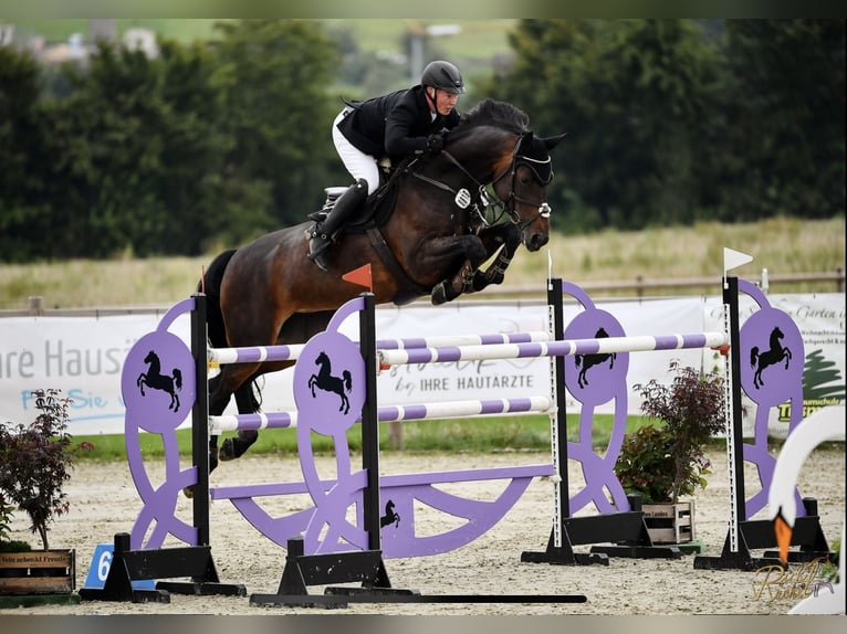 Westfaal Hengst veulen (06/2024) Zwartbruin in Hamm