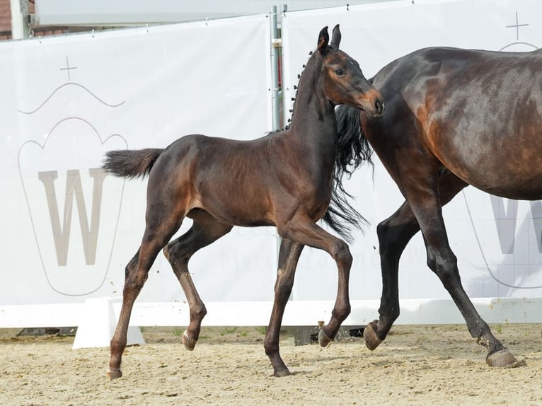 Westfaal Hengst veulen (05/2024) Zwartbruin in Münster-Handorf