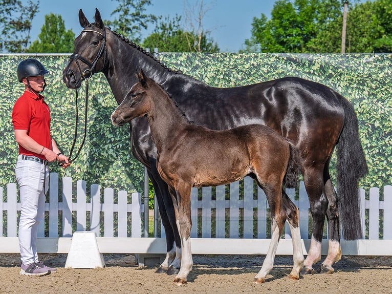 Westfaal Hengst  Zwartbruin in M&#xFC;nster Handorf