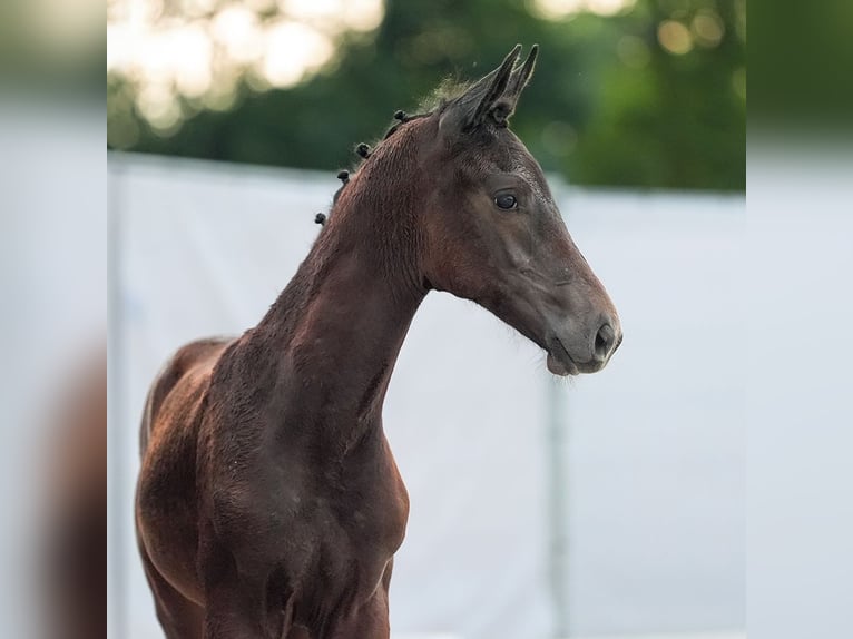 Westfaal Hengst veulen (05/2024) Zwartbruin in Münster-Handorf