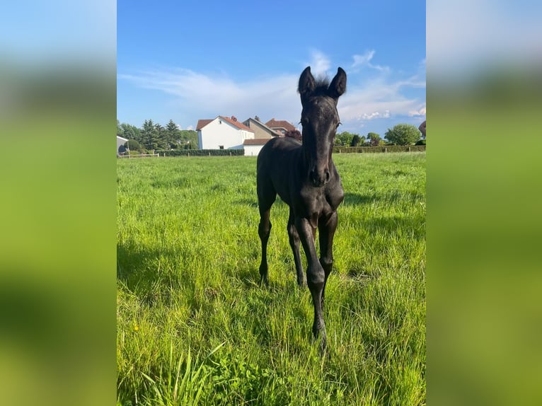 Westfaal Hengst veulen (04/2024) Zwartschimmel in Hamm