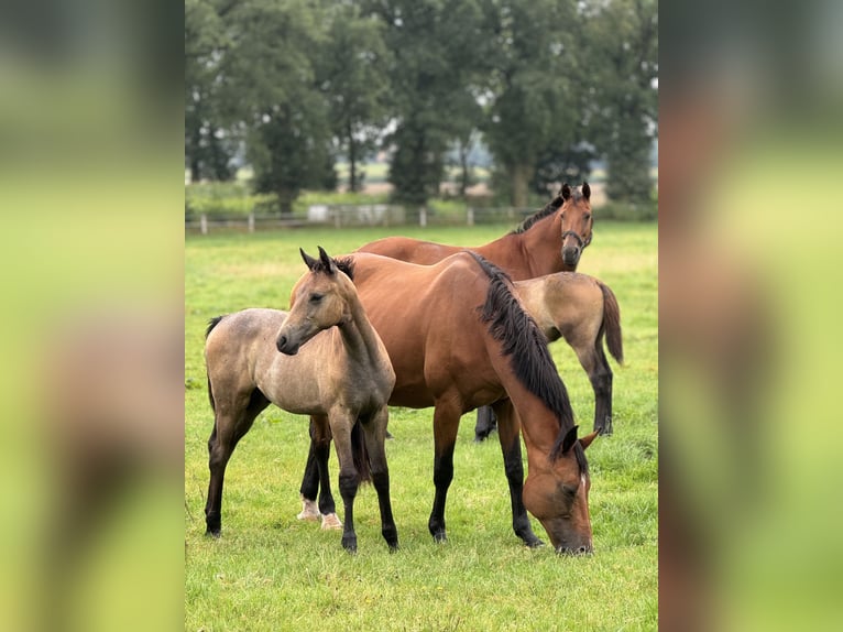 Westfaal Hengst veulen (04/2024) Zwartschimmel in Neuenkirchen