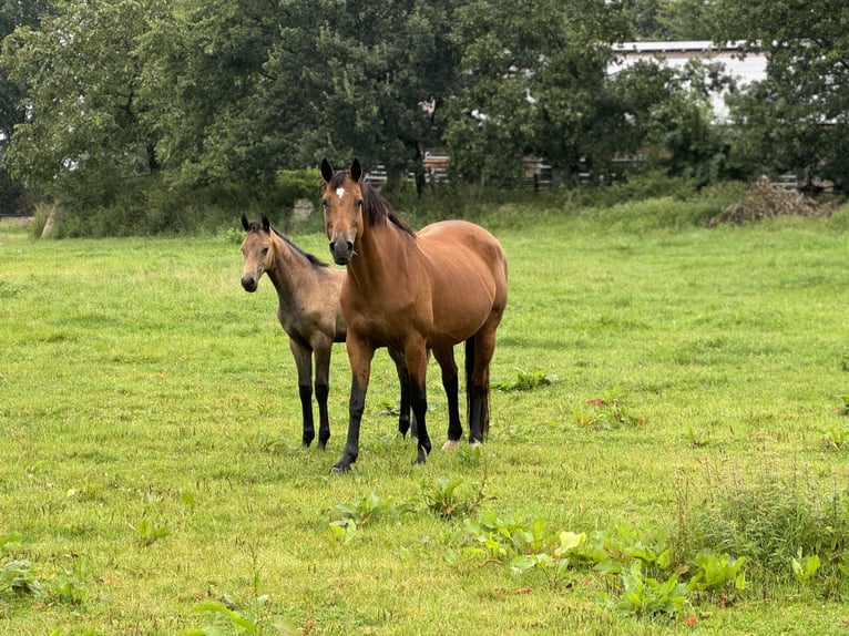 Westfaal Hengst veulen (04/2024) Zwartschimmel in Neuenkirchen