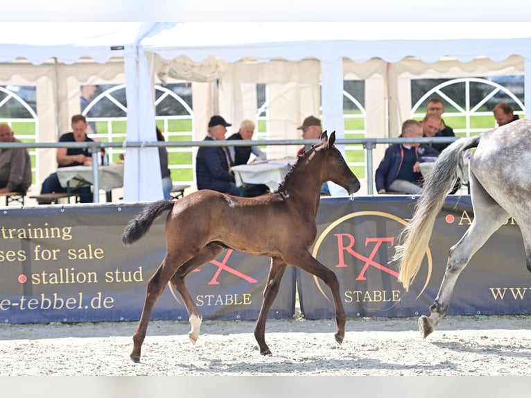 Westfaal Hengst veulen (04/2024) Zwartschimmel in Wilsum