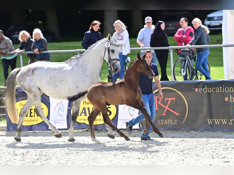 Westfaal Hengst veulen (04/2024) Zwartschimmel in Wilsum