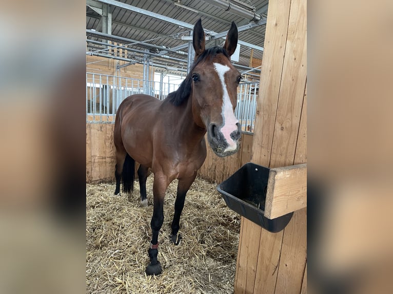 Westfaal Merrie 10 Jaar 163 cm Bruin in Düren