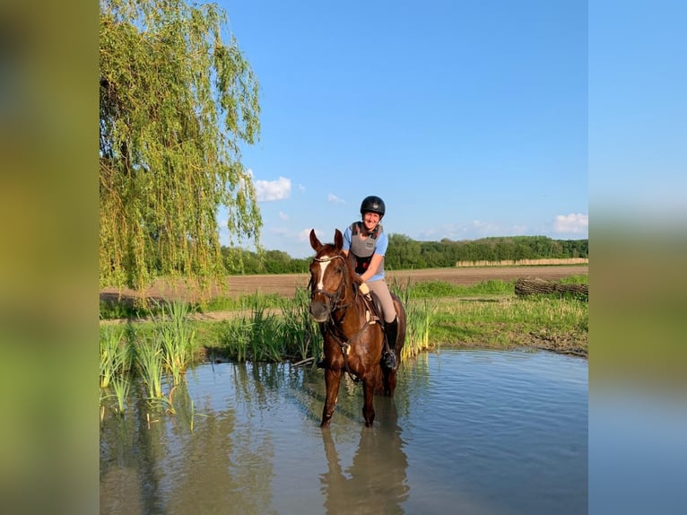 Westfaal Merrie 10 Jaar 163 cm Donkere-vos in Ascheberg