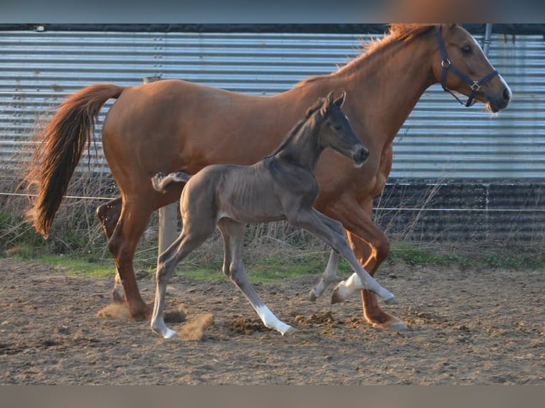 Westfaal Merrie 10 Jaar 164 cm Vos in Ankum