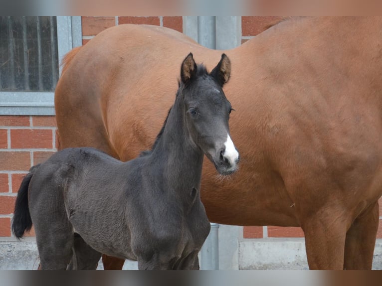 Westfaal Merrie 10 Jaar 164 cm Vos in Ankum