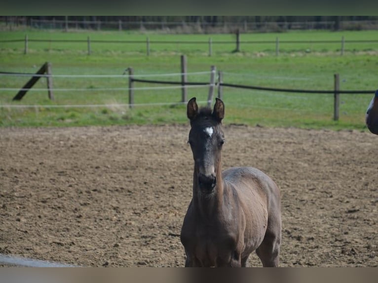 Westfaal Merrie 10 Jaar 164 cm Vos in Ankum