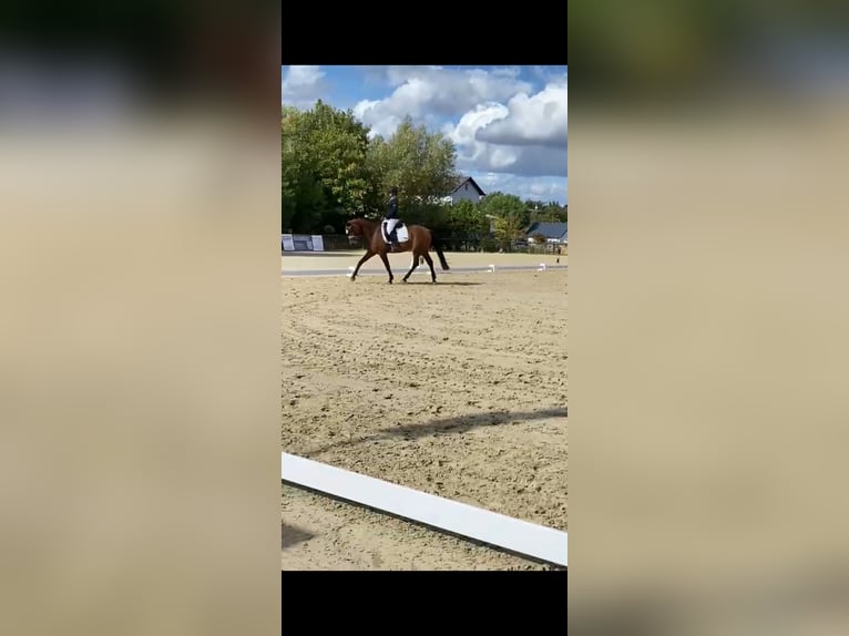 Westfaal Merrie 10 Jaar 165 cm Bruin in Wiesbaden