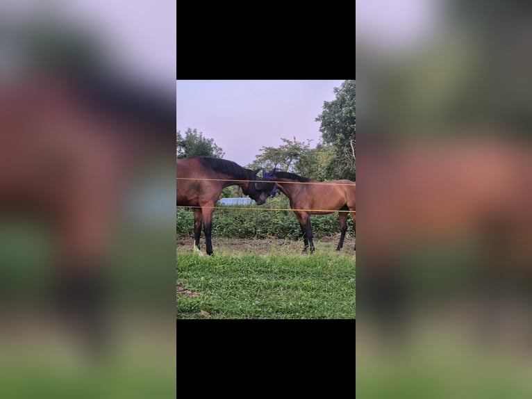 Westfaal Merrie 10 Jaar 165 cm Bruin in Wiesbaden