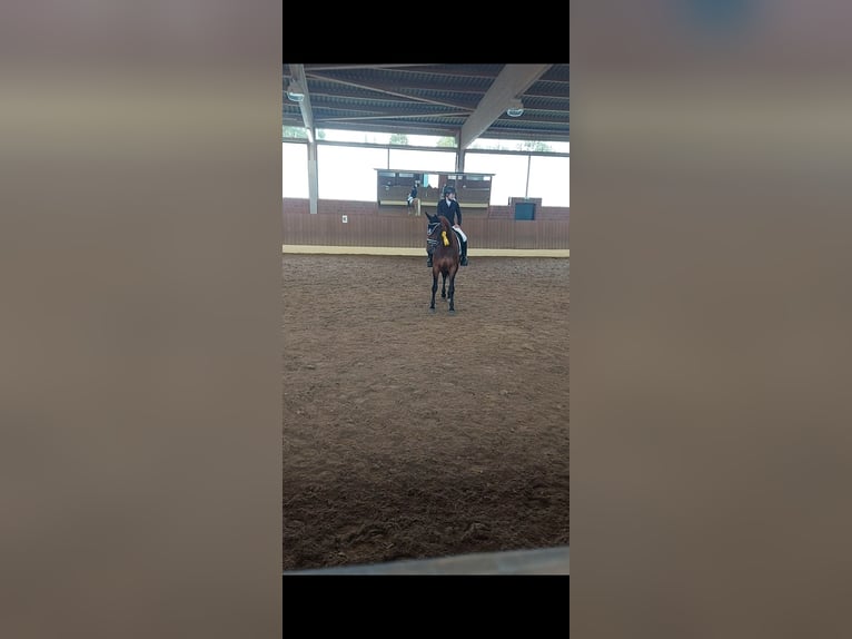 Westfaal Merrie 10 Jaar 165 cm Bruin in Wiesbaden