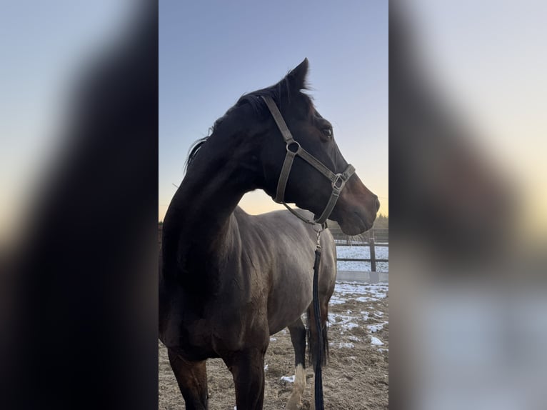 Westfaal Merrie 10 Jaar 165 cm Donkerbruin in Bruck an der Leitha