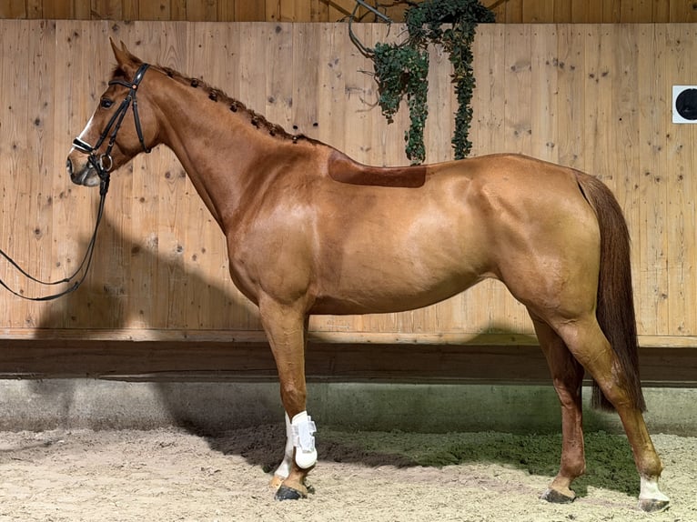 Westfaal Merrie 10 Jaar 165 cm  in Riedlingen