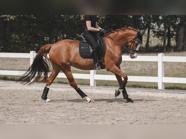 Westfaal Merrie 10 Jaar 165 cm Vos in Warendorf