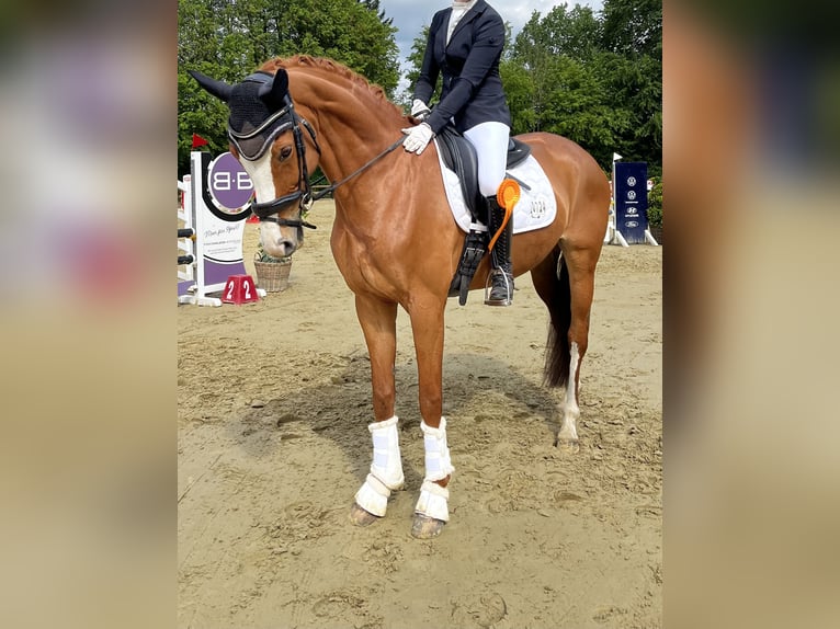 Westfaal Merrie 10 Jaar 165 cm Vos in Warendorf