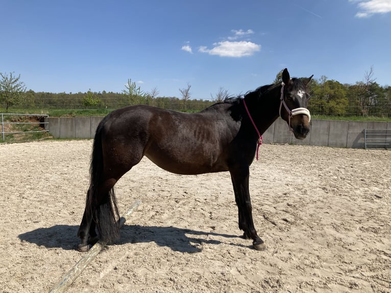 Westfaal Merrie 10 Jaar 165 cm Zwartbruin in Weil der Stadt