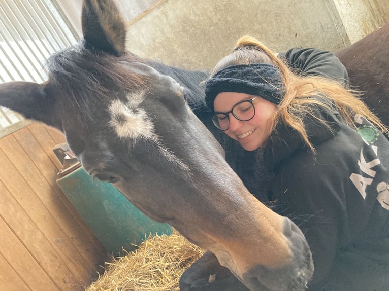 Westfaal Merrie 10 Jaar 165 cm Zwartbruin in Weil der Stadt