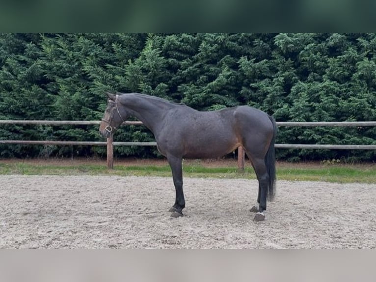 Westfaal Merrie 10 Jaar 166 cm Donkerbruin in Diepholz
