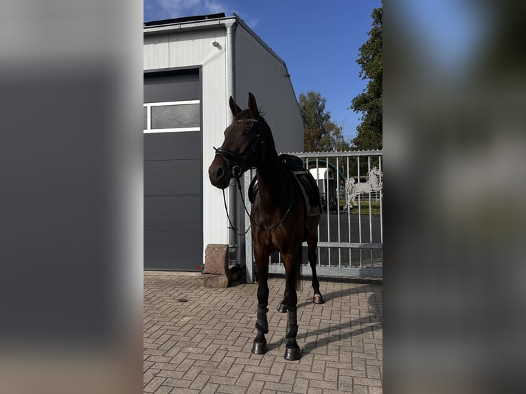 Westfaal Merrie 10 Jaar 167 cm Bruin in Neuenkirchen