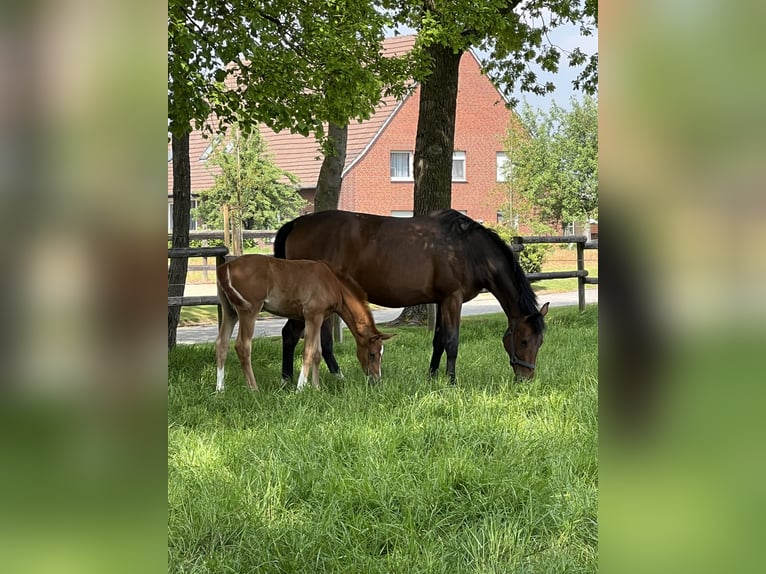 Westfaal Merrie 10 Jaar 167 cm Bruin in Laer