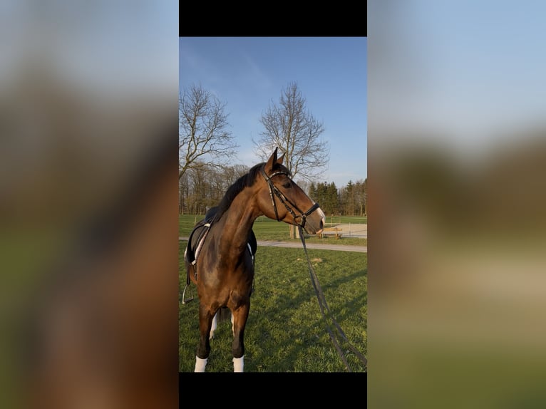 Westfaal Merrie 10 Jaar 168 cm Donkerbruin in Münster