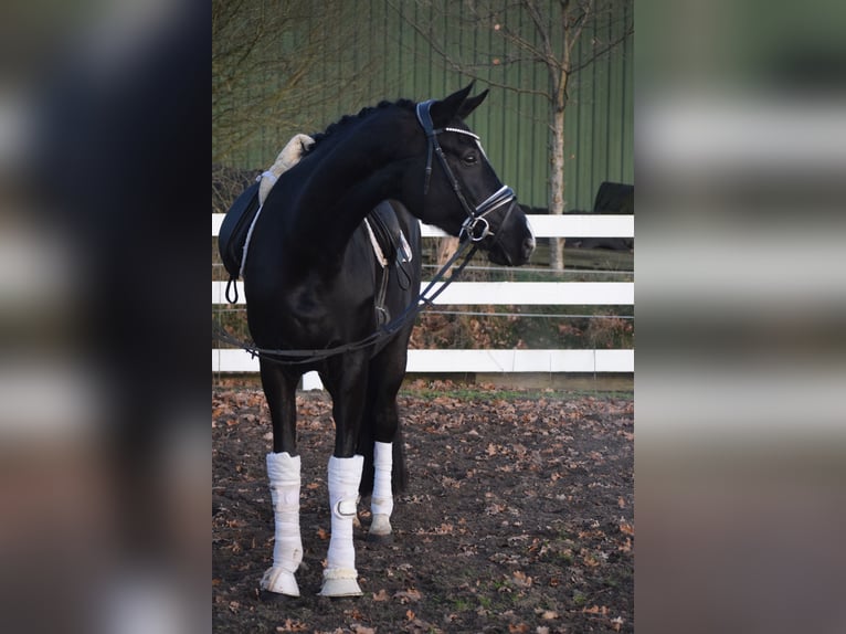 Westfaal Merrie 10 Jaar 168 cm Zwart in Dätgen