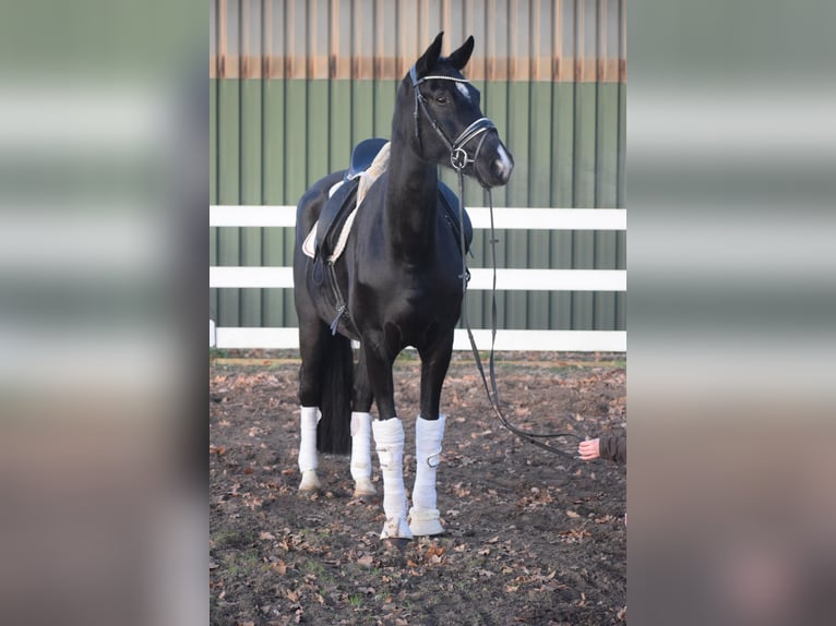 Westfaal Merrie 10 Jaar 168 cm Zwart in Dätgen