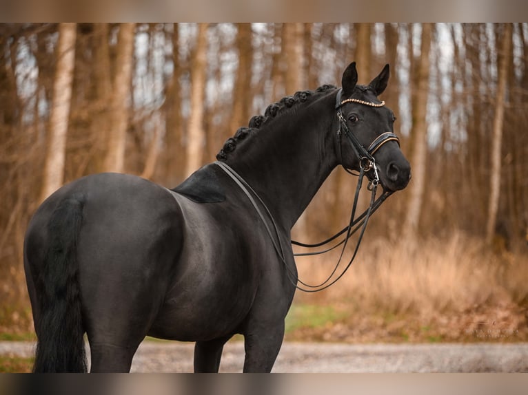 Westfaal Merrie 10 Jaar 168 cm Zwart in Wehringen