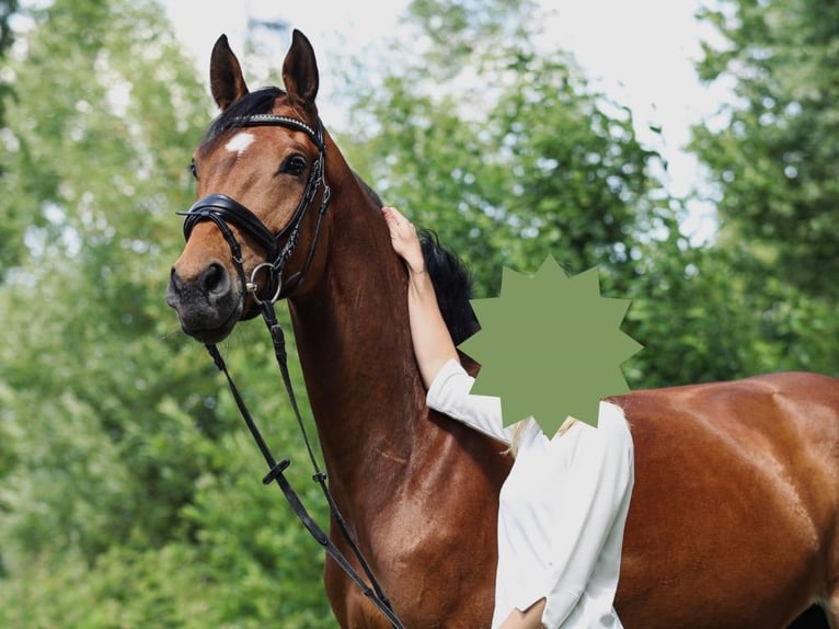 Westfaal Merrie 10 Jaar 169 cm Bruin in Haltern am See