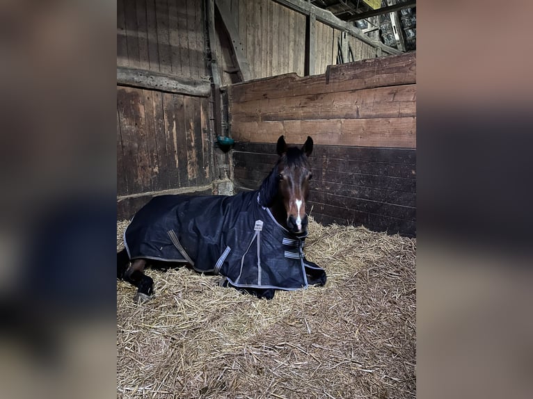 Westfaal Merrie 10 Jaar 169 cm Bruin in Wenden