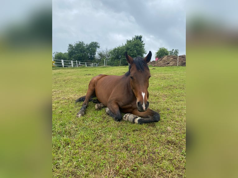 Westfaal Merrie 10 Jaar 169 cm Bruin in Wenden