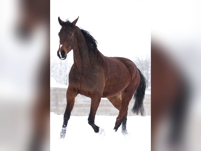Westfaal Merrie 10 Jaar 169 cm Bruin in Wenden