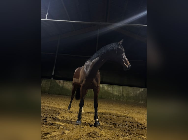 Westfaal Merrie 10 Jaar 169 cm Bruin in Wenden