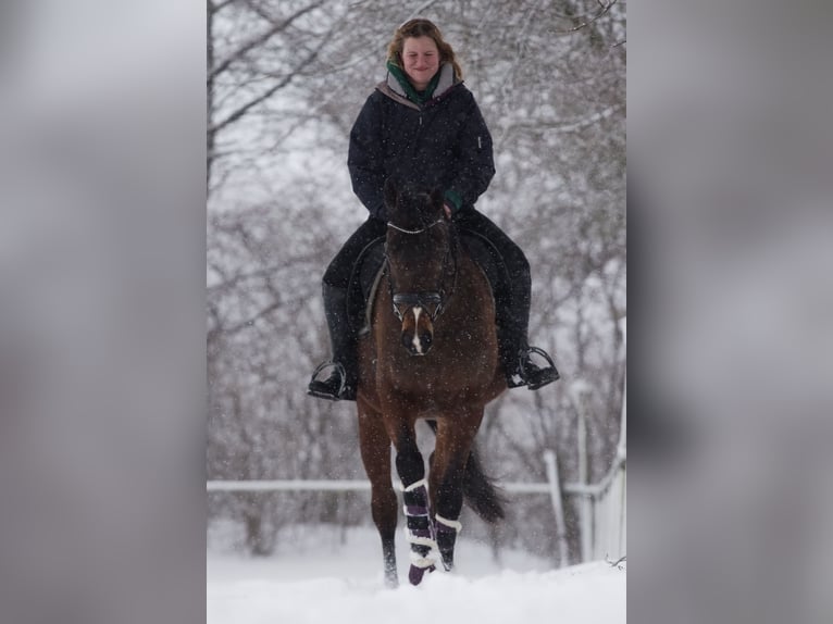 Westfaal Merrie 10 Jaar 169 cm Bruin in Wenden