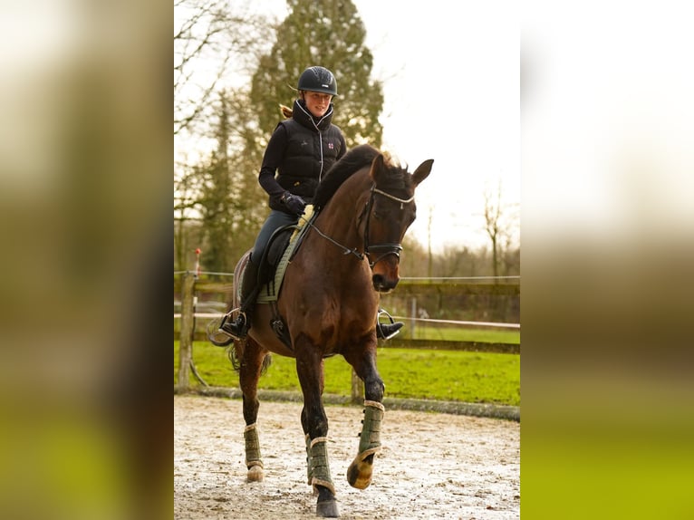 Westfaal Merrie 10 Jaar 169 cm Donkerbruin in Dorsten