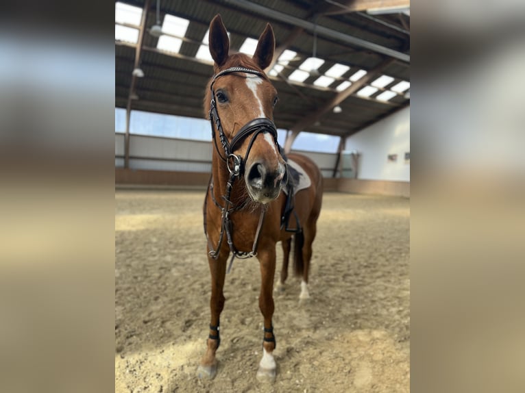 Westfaal Merrie 10 Jaar 169 cm Vos in Alzenau in Unterfranken