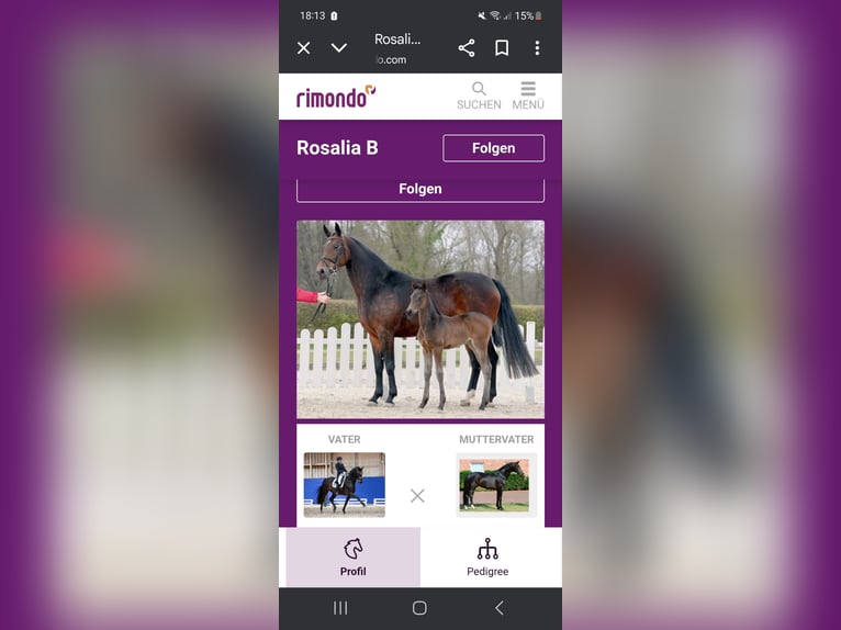 Westfaal Merrie 10 Jaar 170 cm Bruin in Herford