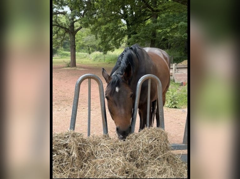 Westfaal Merrie 10 Jaar 170 cm Bruin in Kenn