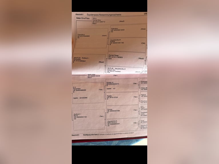 Westfaal Merrie 10 Jaar 170 cm Bruin in Kenn