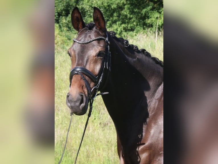 Westfaal Merrie 10 Jaar 170 cm Donkerbruin in Sassenberg