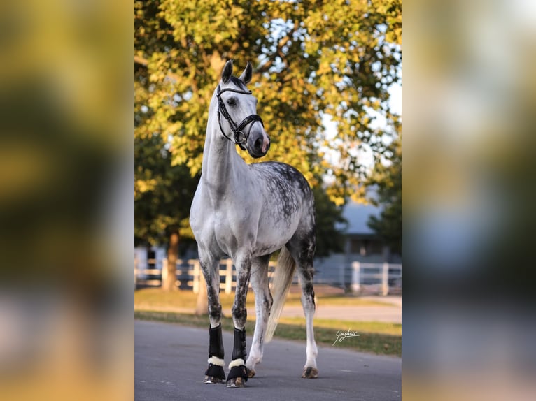 Westfaal Merrie 10 Jaar 170 cm Schimmel in Traiskirchen