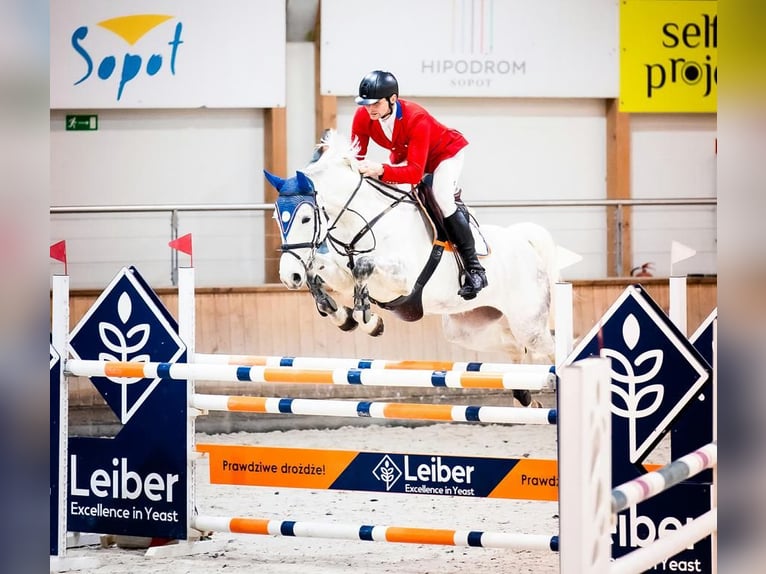 Westfaal Merrie 10 Jaar 170 cm Schimmel in Wysin