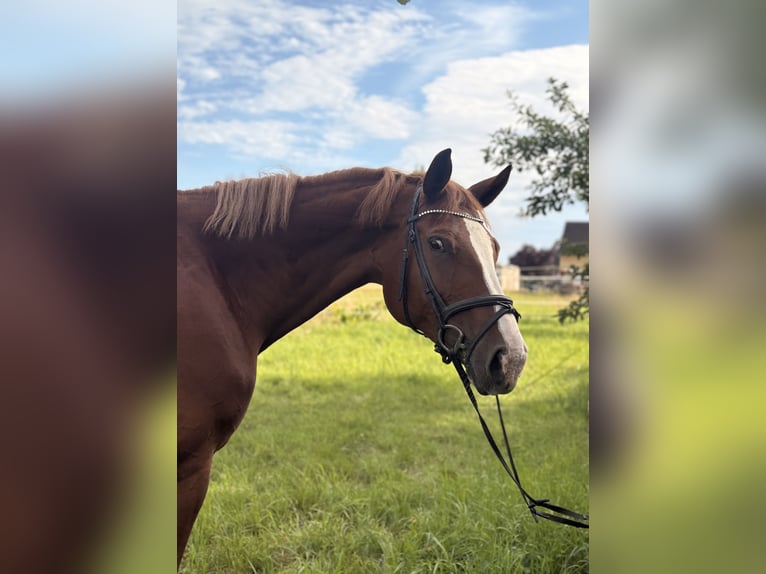 Westfaal Merrie 10 Jaar 171 cm Vos in Lahntal