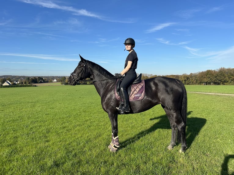 Westfaal Merrie 10 Jaar 171 cm Zwartbruin in Bochum