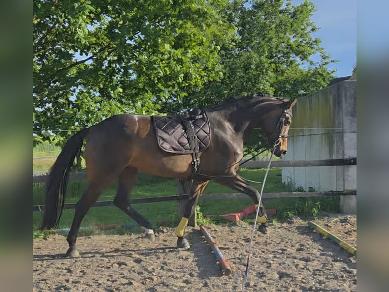 Westfaal Merrie 10 Jaar 172 cm Bruin in Sendenhorst