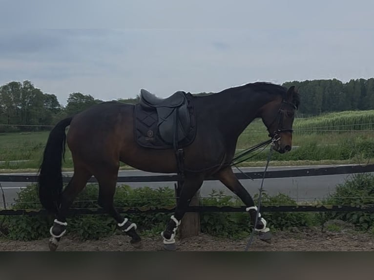 Westfaal Merrie 10 Jaar 172 cm Bruin in Sendenhorst